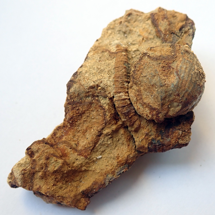 fossil-alma-silur-crinoidea