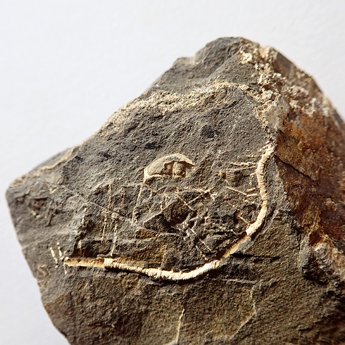 Plurikolumnálie dendrocrynoidní lilijice se zachovalými cirri ze zóny s trilobitem Aulacopleura konincki (30 mm sagitálně), Loděnice