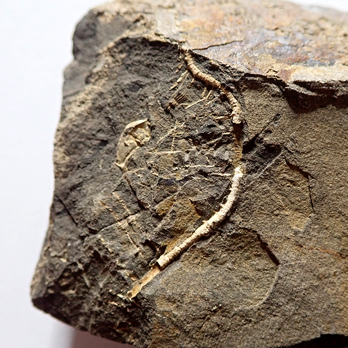 Plurikolumnálie dendrocrynoidní lilijice se zachovalými cirri ze zóny s trilobitem Aulacopleura konincki (30 mm sagitálně), Loděnice